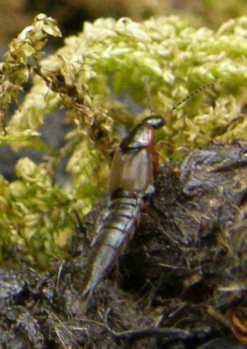 Réf. 281 556 : Philonthus marginatus